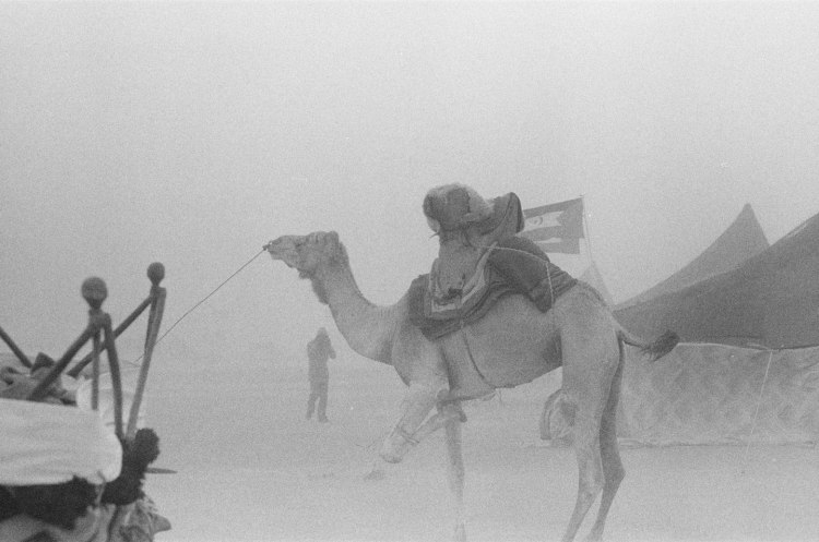 camel with leg tied in sandstorm western sahara 1986
