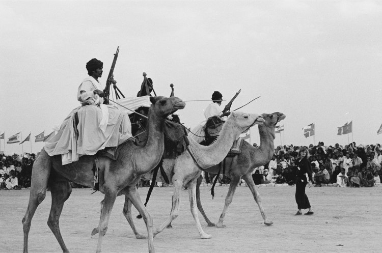 three camels marching in step woman in background and crowd behind polisario ten year celebration western sahara 1986