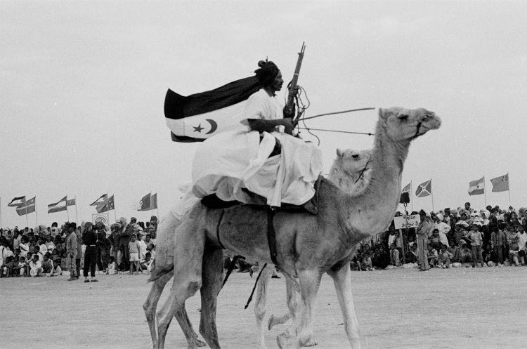 two camels marching flag flying behind polisario ten year celebration western sahara 1986